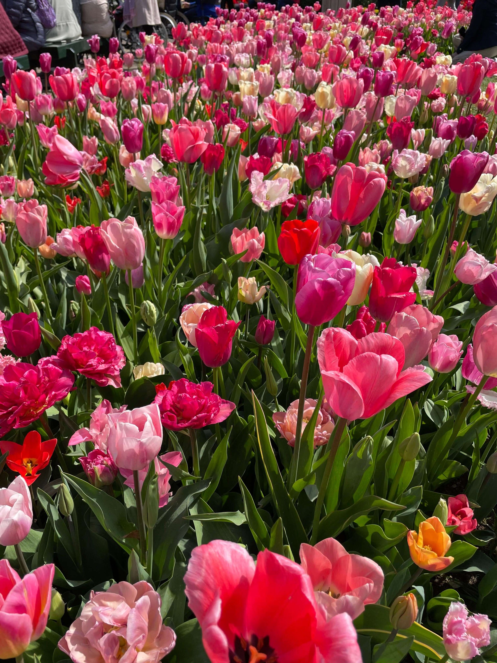 Vibrant pink and red tulips in full bloom, showcasing the beauty of Amsterdam’s famous flower fields and gardens during springtime.