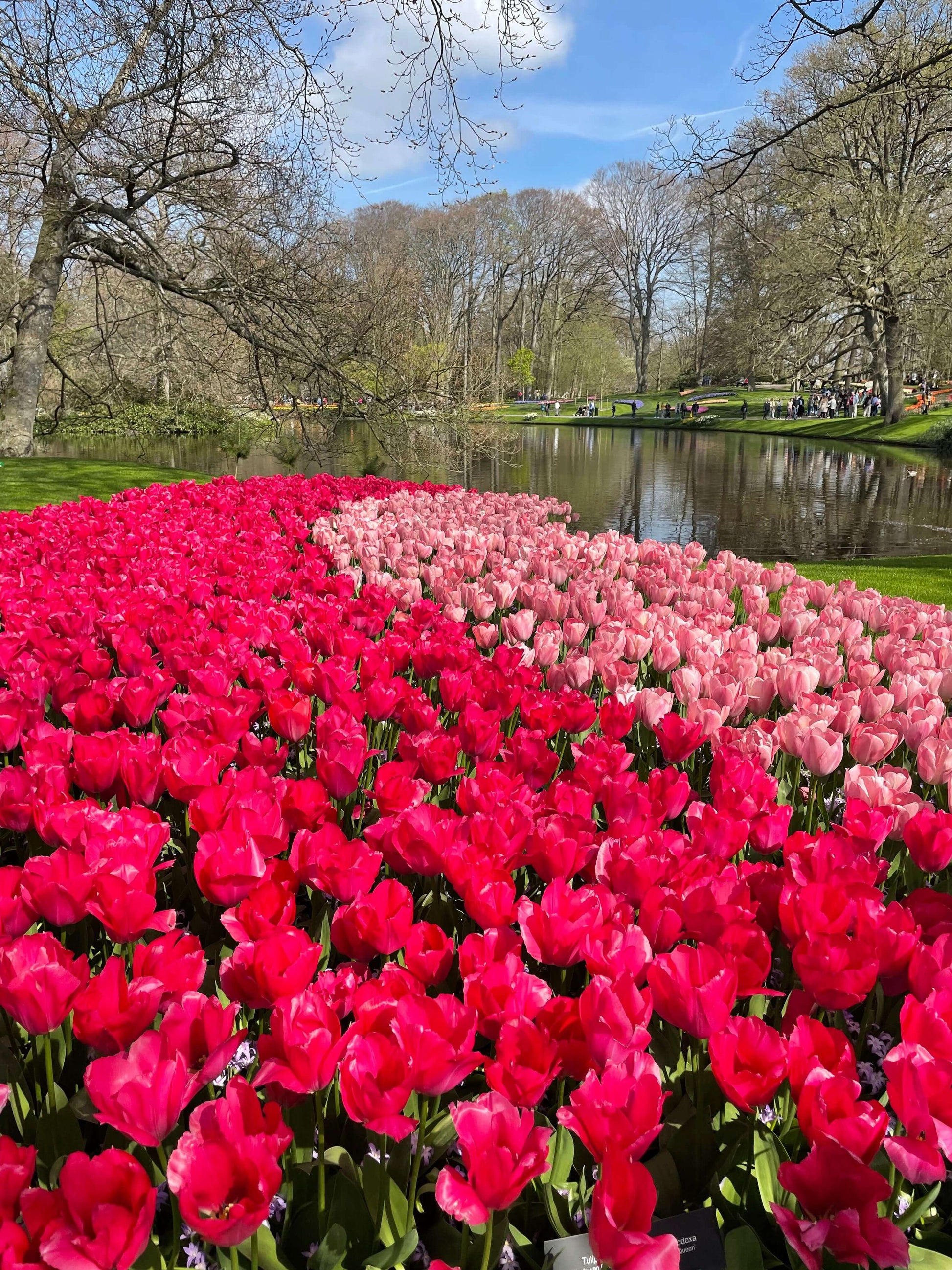 Stunning tulip garden in Amsterdam with pink and red flowers beside a peaceful pond, capturing the essence of Holland’s floral beauty.